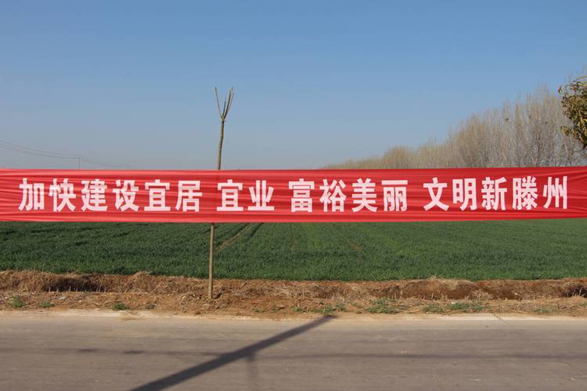 真诚苗木